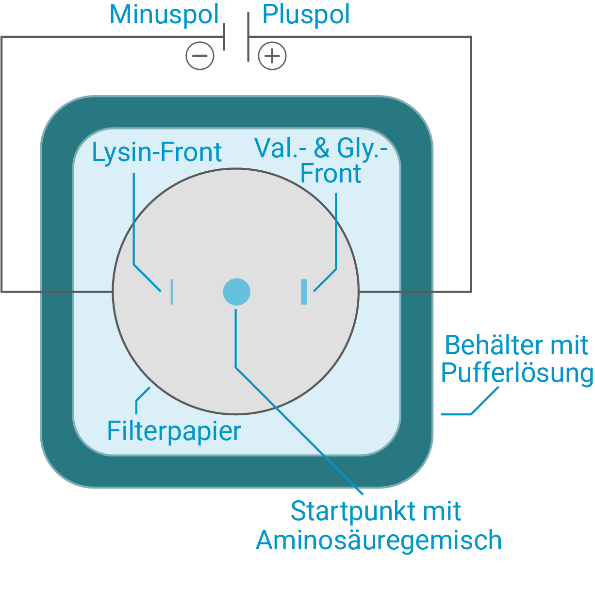 Isoelektrische Fokussierung mit einfachem Aufbau
